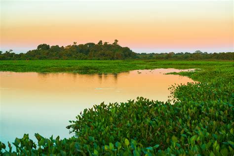 Pantanal